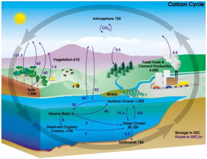 carbon dioxide moving between the atmosphere and organisms
