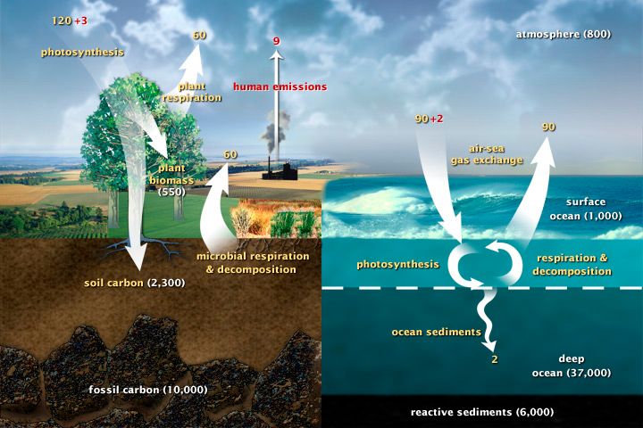 What Is The Worldwide Carbon Cycle?
