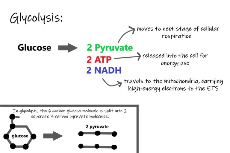 What Process Can Produce Chemical Energy?