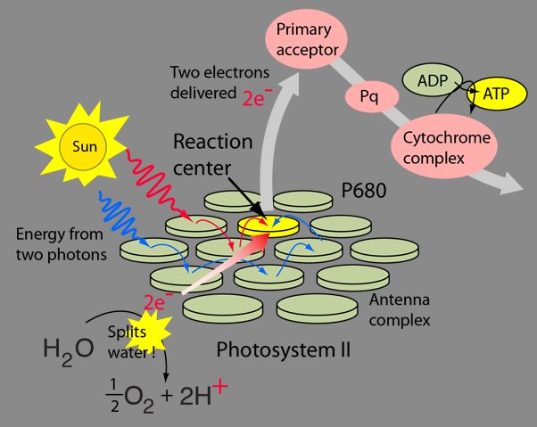 What Absorbs Photons Of Light In Photosynthesis?