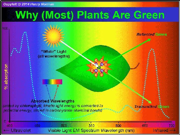 chlorophyll gives plants their green color and allows them to absorb sunlight for photosynthesis.