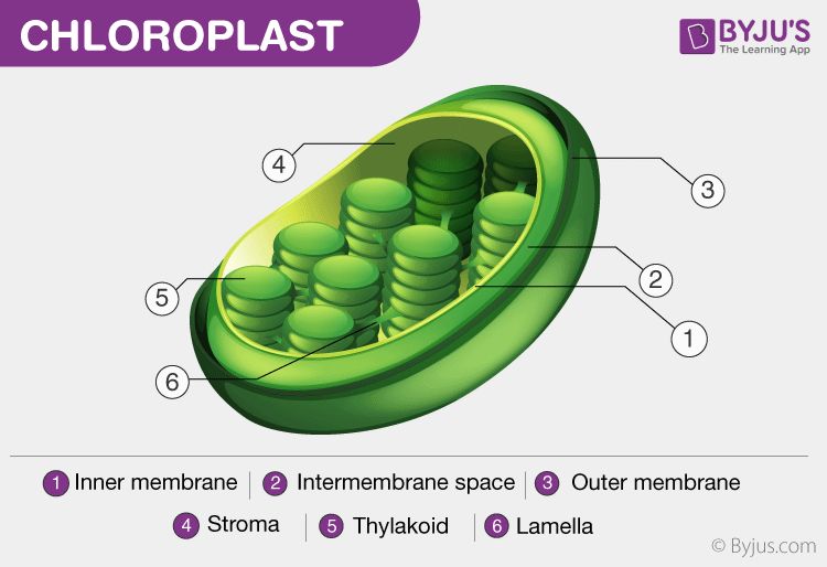 chlorophyll structure enables photosynthesis