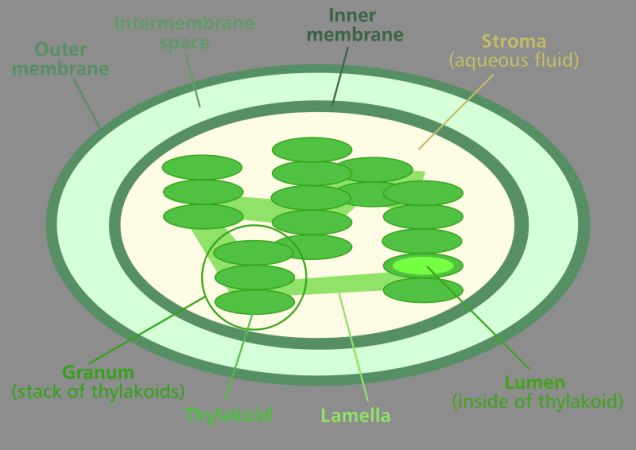 chloroplasts absorb light energy through chlorophyll pigments.