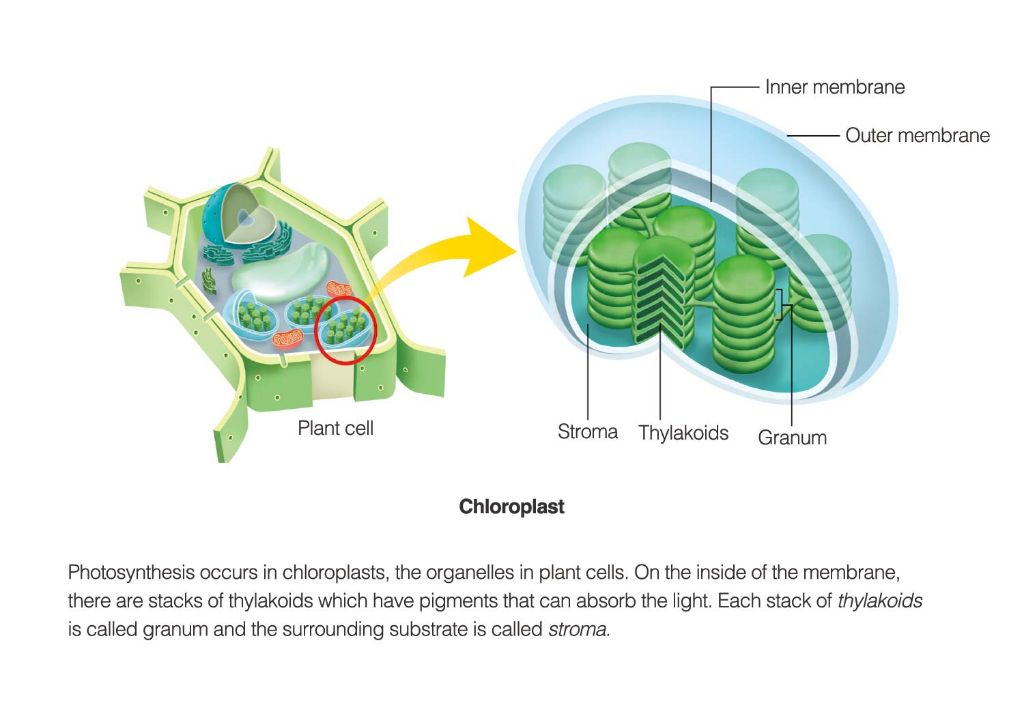 chloroplasts allow plants to absorb light energy and conduct photosynthesis.