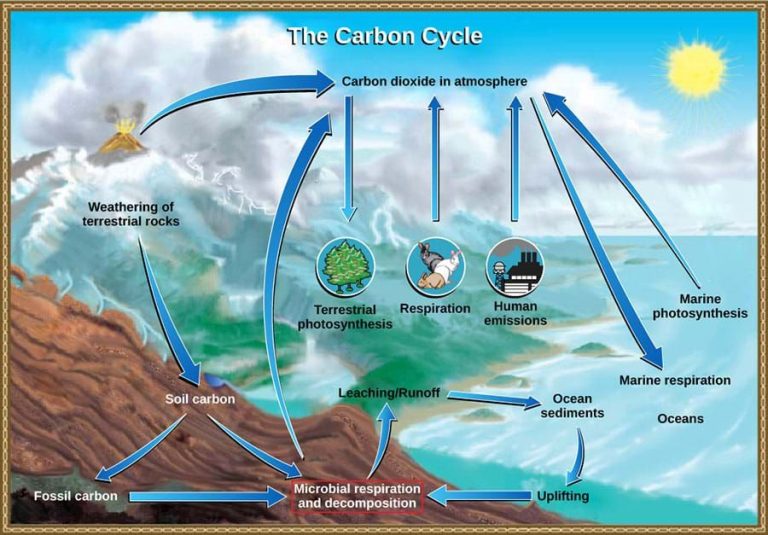 How Do You Explain Carbon Oxygen Cycle?