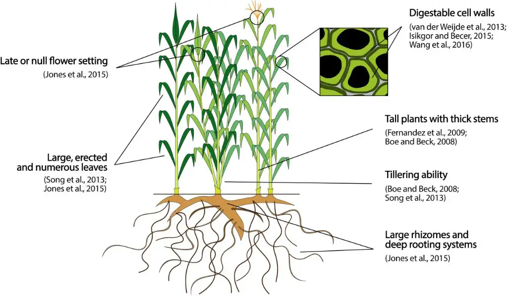 crops like corn provide an example of plant-based biomass.