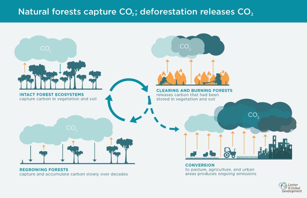 deforestation releases stored carbon back into the atmosphere