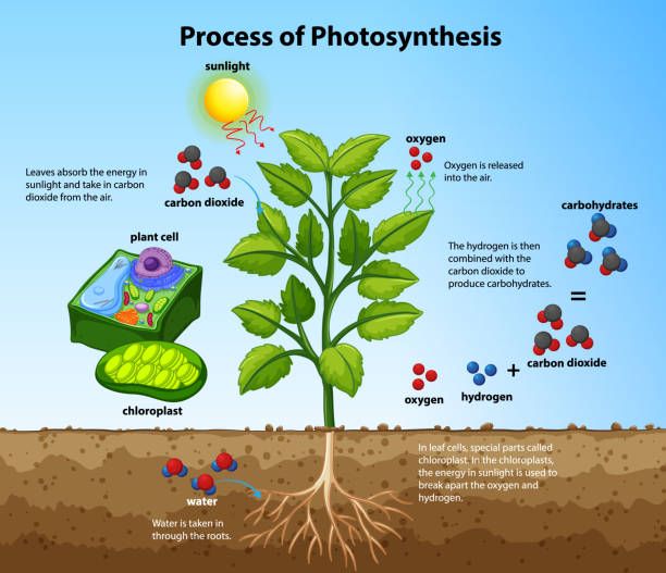 diagram of a plant leaf absorbing sunlight for photosynthesis.