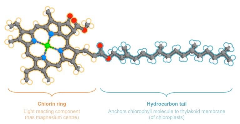 diagram of chlorophyll molecules absorbing light