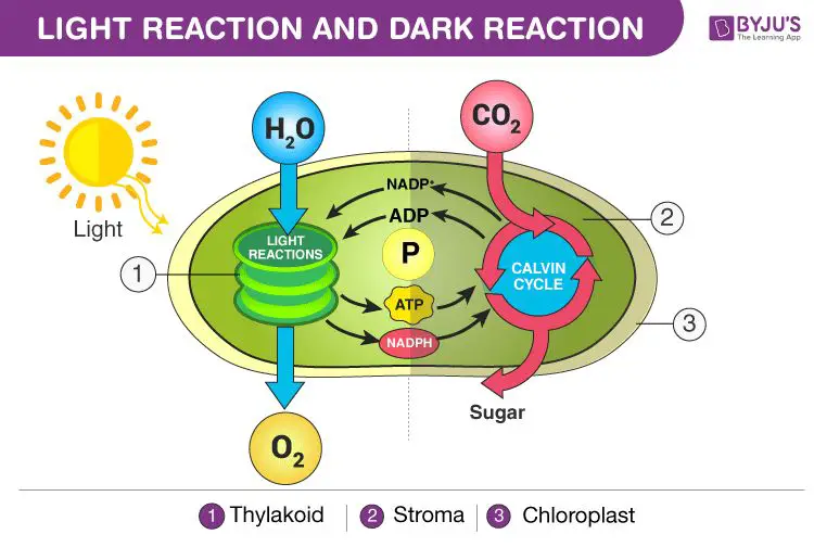 diagram of light reactions in chloroplast