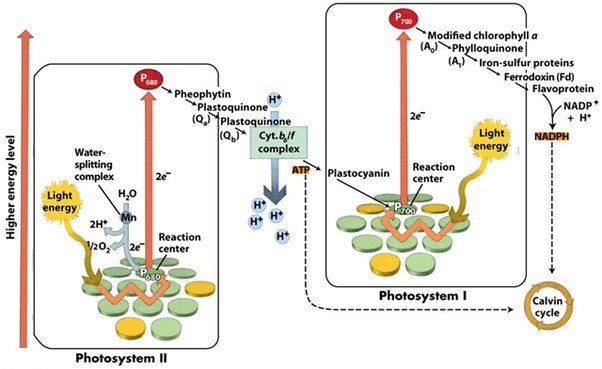 diagram of photosystem i and photosystem ii