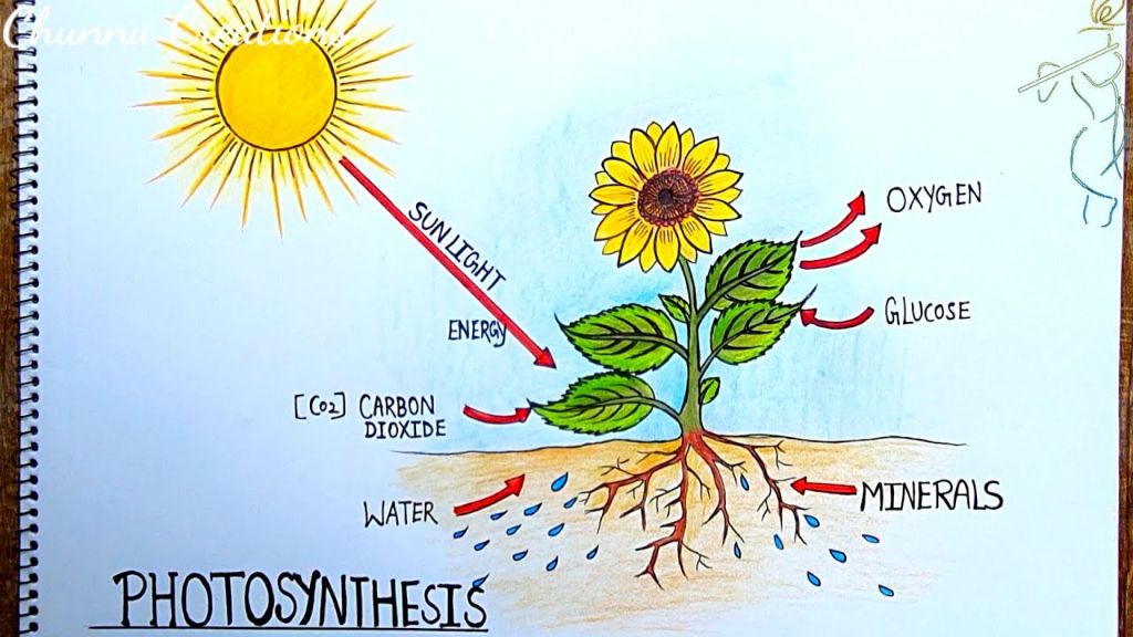 diagram of the photosynthesis process