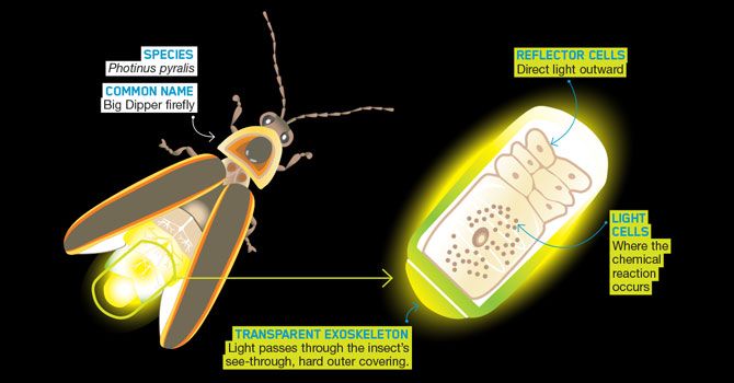 diagram showing chemical reaction producing light energy in fireflies