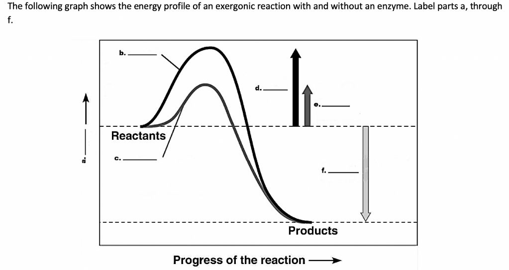 diagram showing energy profile of an exergonic reaction.