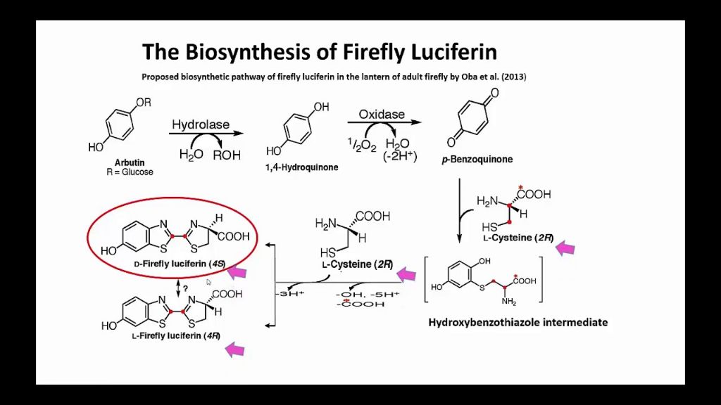 diagram showing firefly bioluminescence from a chemical reaction in specialized organs.
