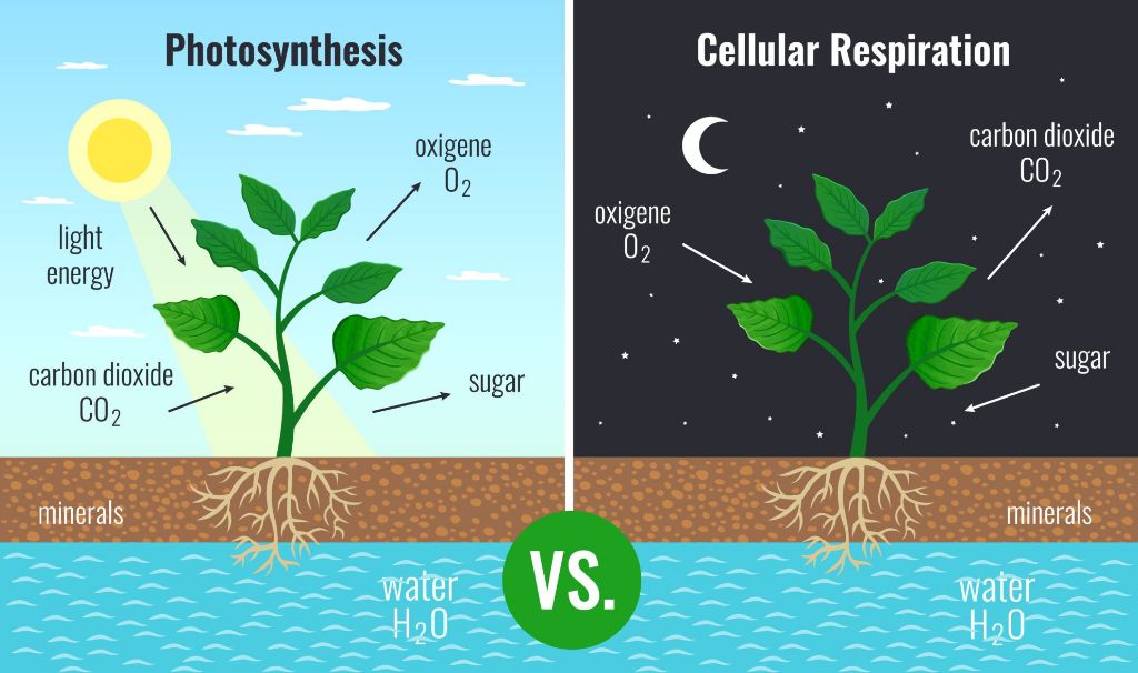 diagram showing how radiant energy powers photosynthesis in plants