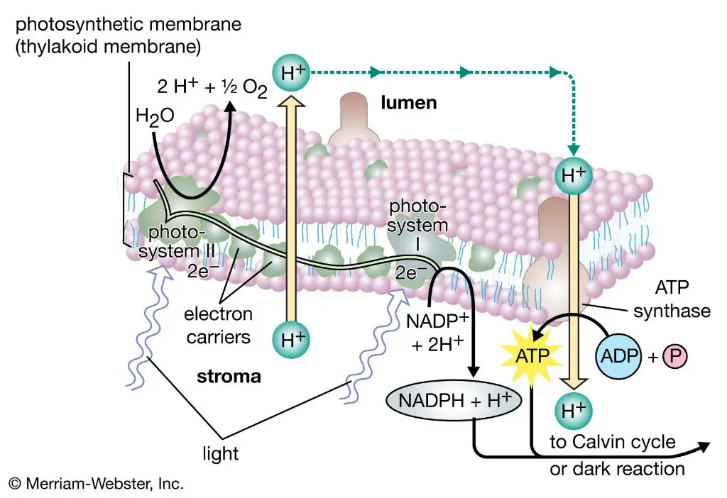 diagram showing light energy being absorbed and converted to chemical energy during the light reactions of photosynthesis