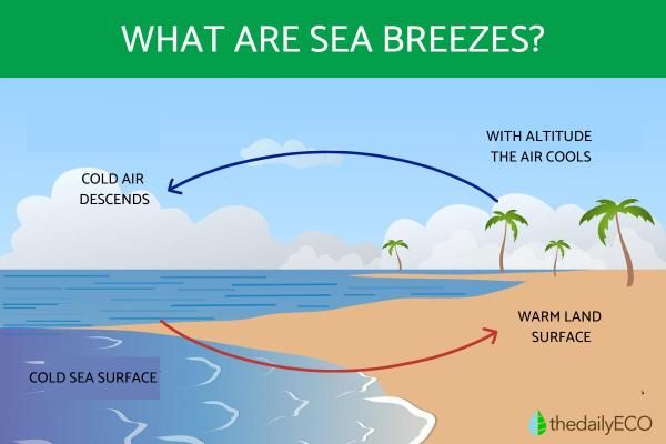 during the day, the land heats up faster than the sea, creating a sea breeze blowing from sea to land. at night, the land cools faster, reversing the wind direction.