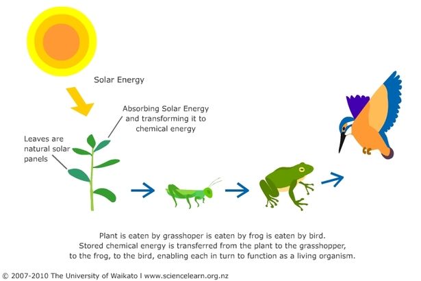 energy can take many forms as it flows through a system