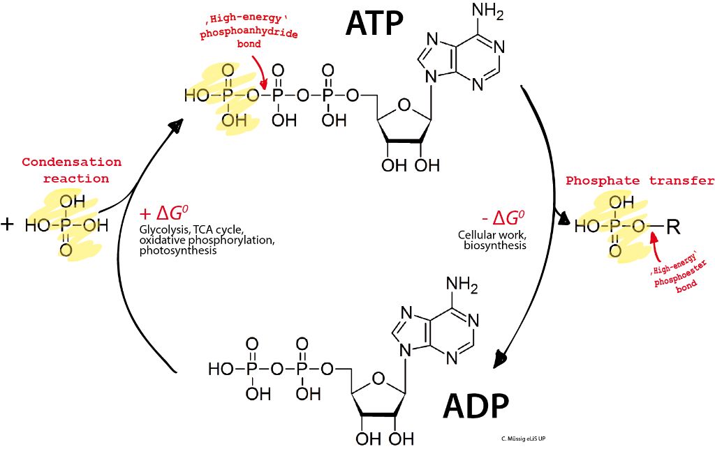 energy molecules like atp provide the fuel cells need to function.