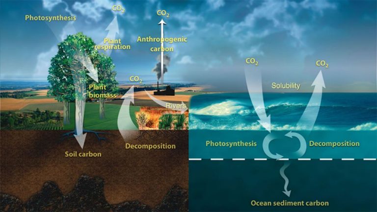 What Happens When Humans Disrupt The Carbon Cycle?