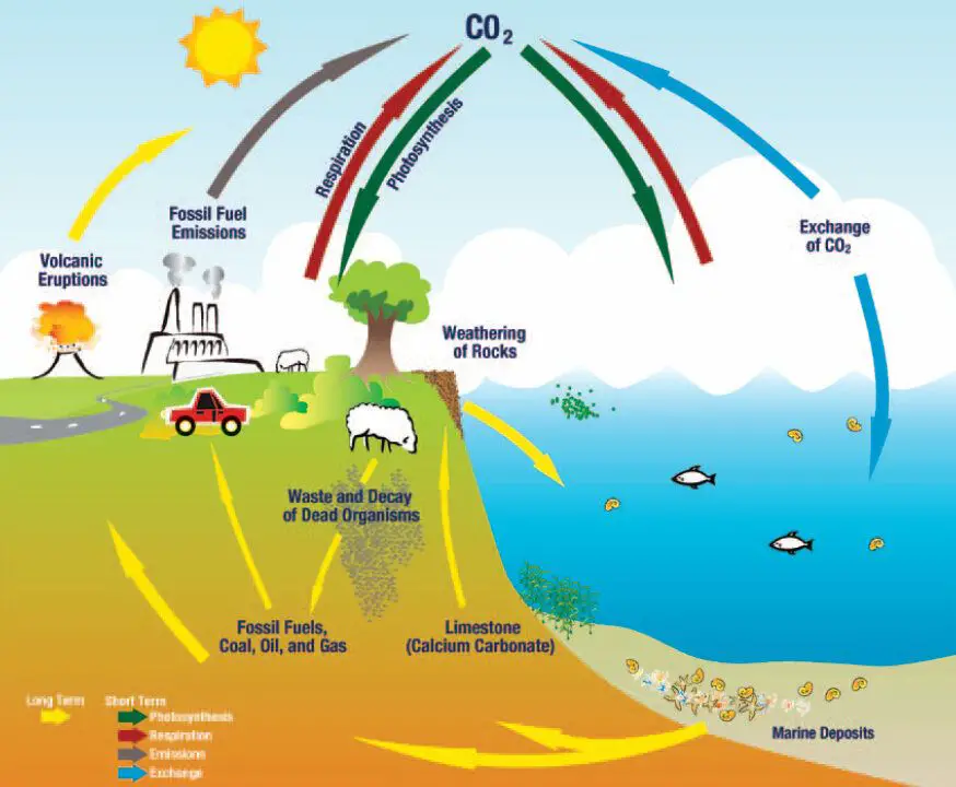 fossil fuel emissions disrupting carbon cycle