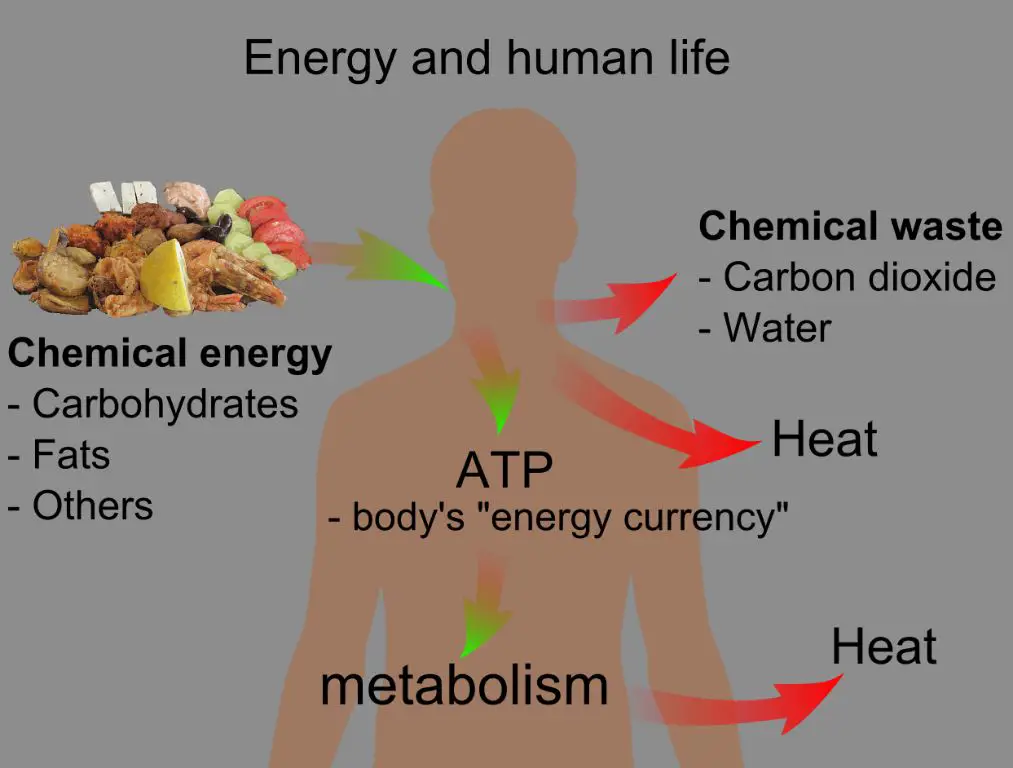 humans convert food energy into thermal energy to maintain body temperature