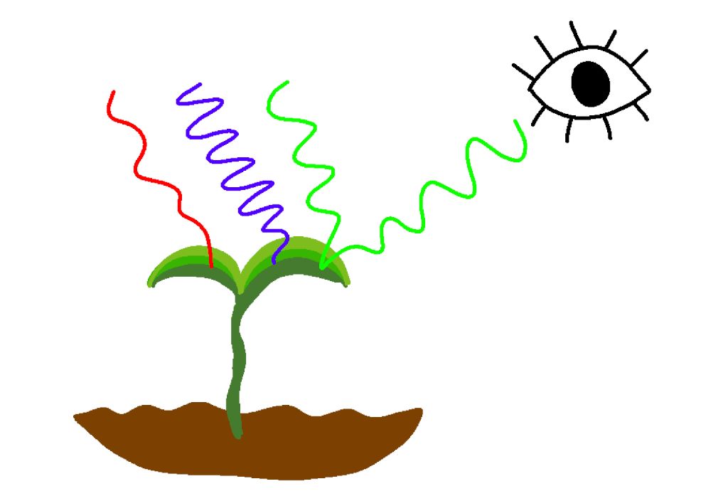 image of a plant absorbing sunlight during photosynthesis