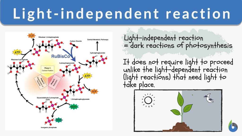 light-independent reactions use the energy products of light reactions to fix carbon.