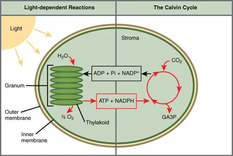 light reactions in chloroplasts convert light energy into chemical energy.