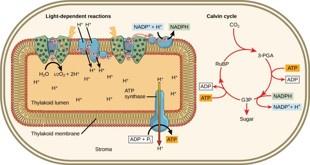 light reactions produce atp and nadph to temporarily store energy