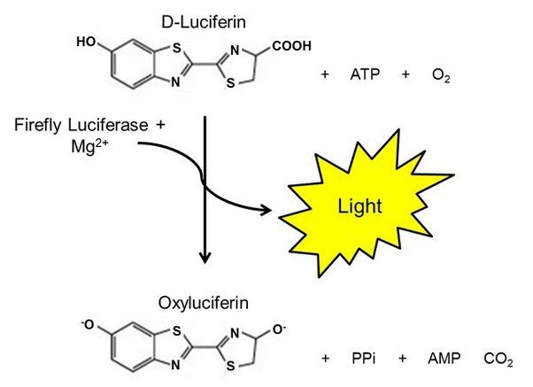 luciferin oxidation reaction releases energy to produce light.
