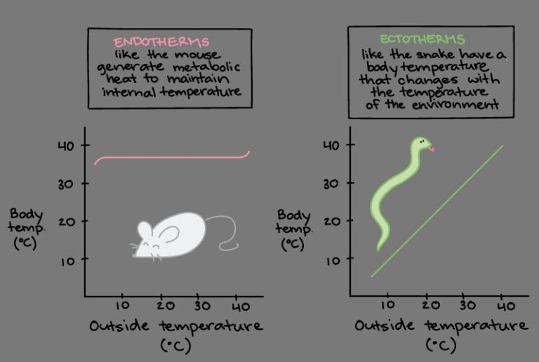 What Is Thermal Energy In Biology?