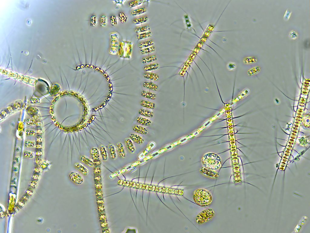 microscopic view of different phytoplankton species, which collectively produce huge amounts of biomass in oceans.