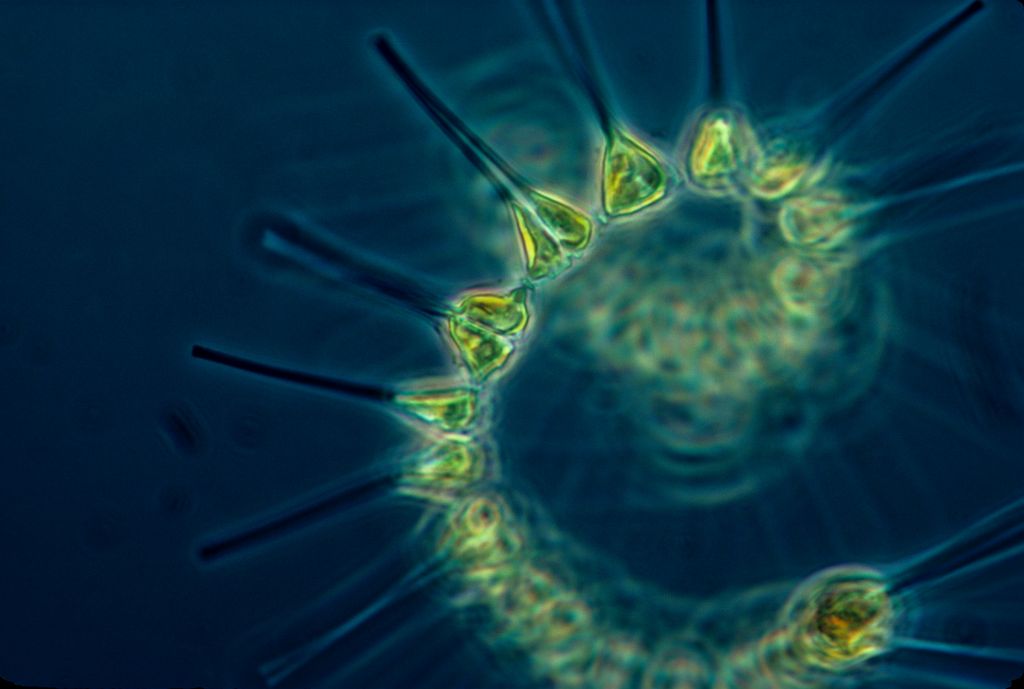 microscopic view of phytoplankton containing carbon