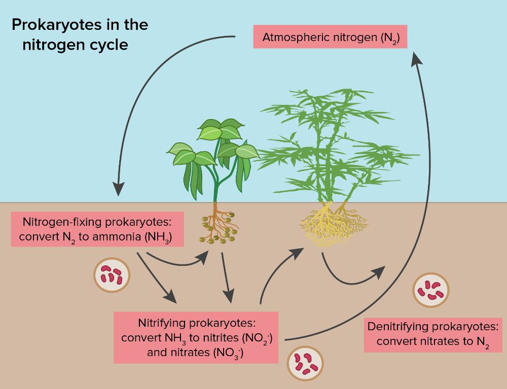 nitrogen fixation makes nitrogen available to plants