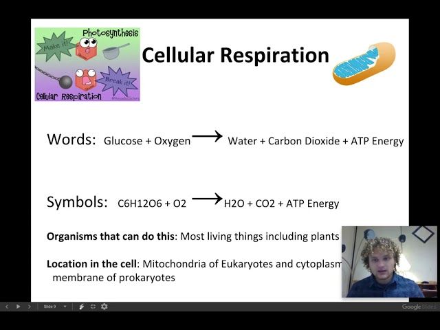photosynthesis and respiration convert energy