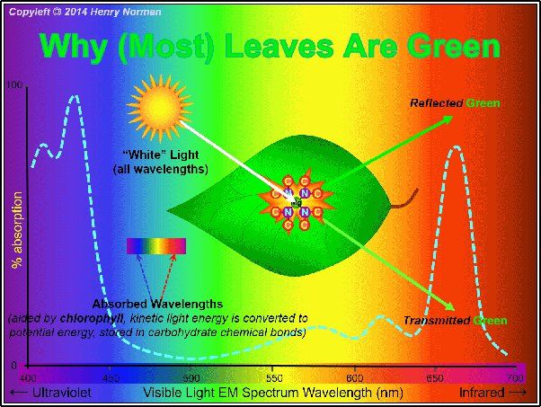 photosynthesis begins when sunlight is absorbed by chlorophyll molecules in plant leaves.