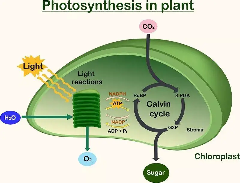 photosynthesis converts light energy into chemical energy stored in glucose molecules