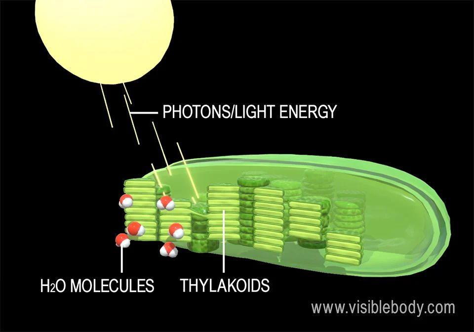 photosynthesis converts light energy into chemical energy stored in glucose.