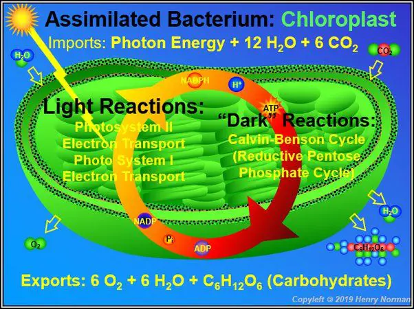 photosynthesis converts radiant light energy into chemical energy stored in glucose molecules.