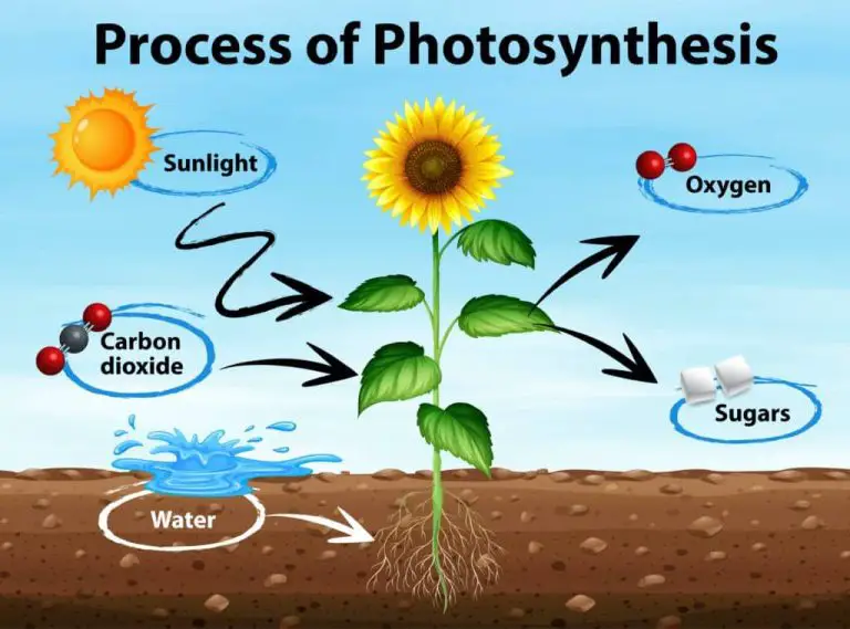 What Is It Called When Plants Convert Sunlight Into Energy?