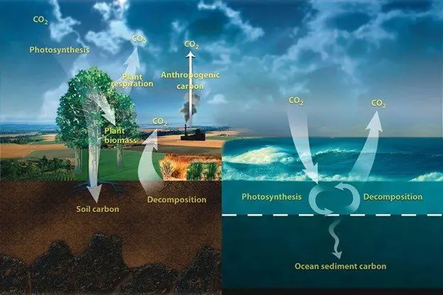 photosynthesis removes co2 from air, storing carbon in plants