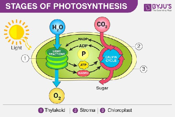 plants absorb light energy through photosynthesis