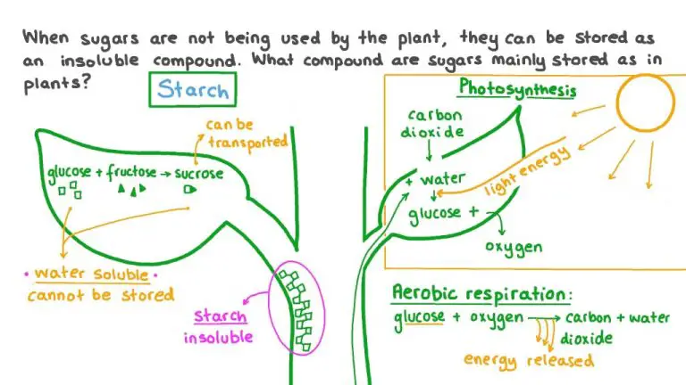 What Do Plants Store Their Energy As After Photosynthesis?