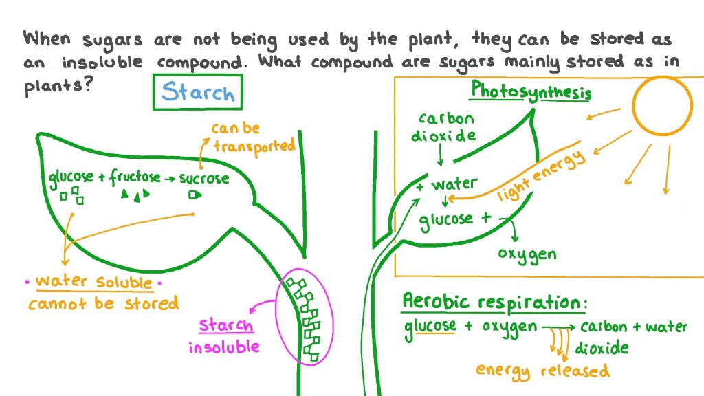 plants store glucose from photosynthesis as insoluble starch
