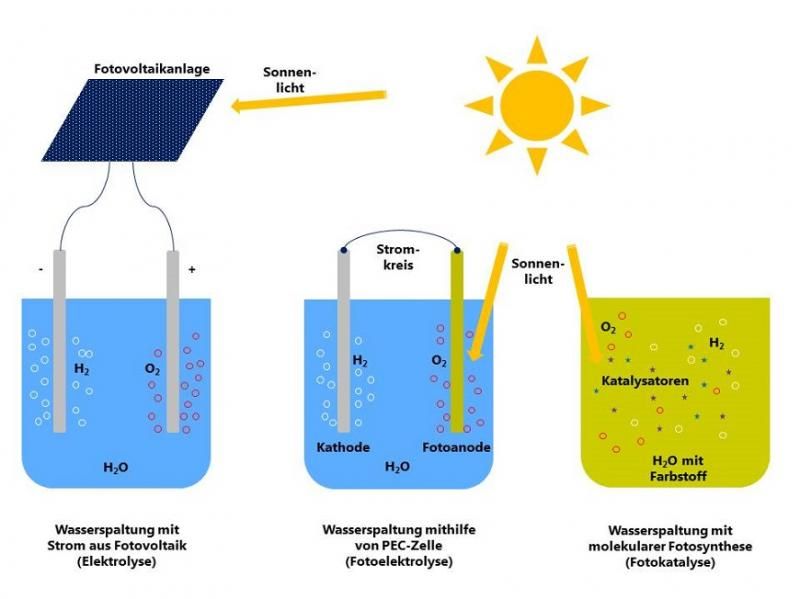sunlight being converted to chemical energy through photosynthesis