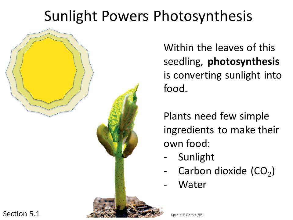 sunlight powers photosynthesis in plants.