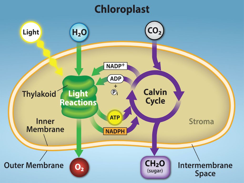 sunlight provides energy for plants to convert carbon dioxide and water into glucose molecules during photosynthesis.