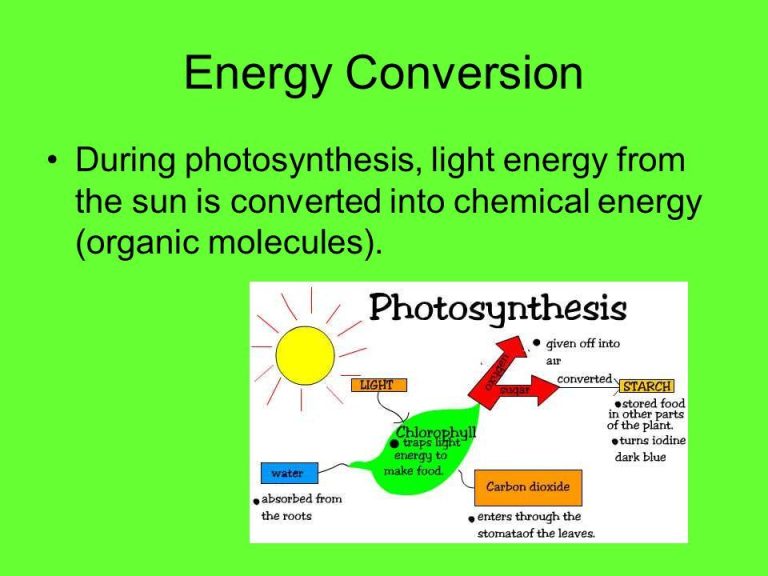 What Chemical Energy Is Converted Into Energy During Photosynthesis?